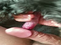 love my dog cock
